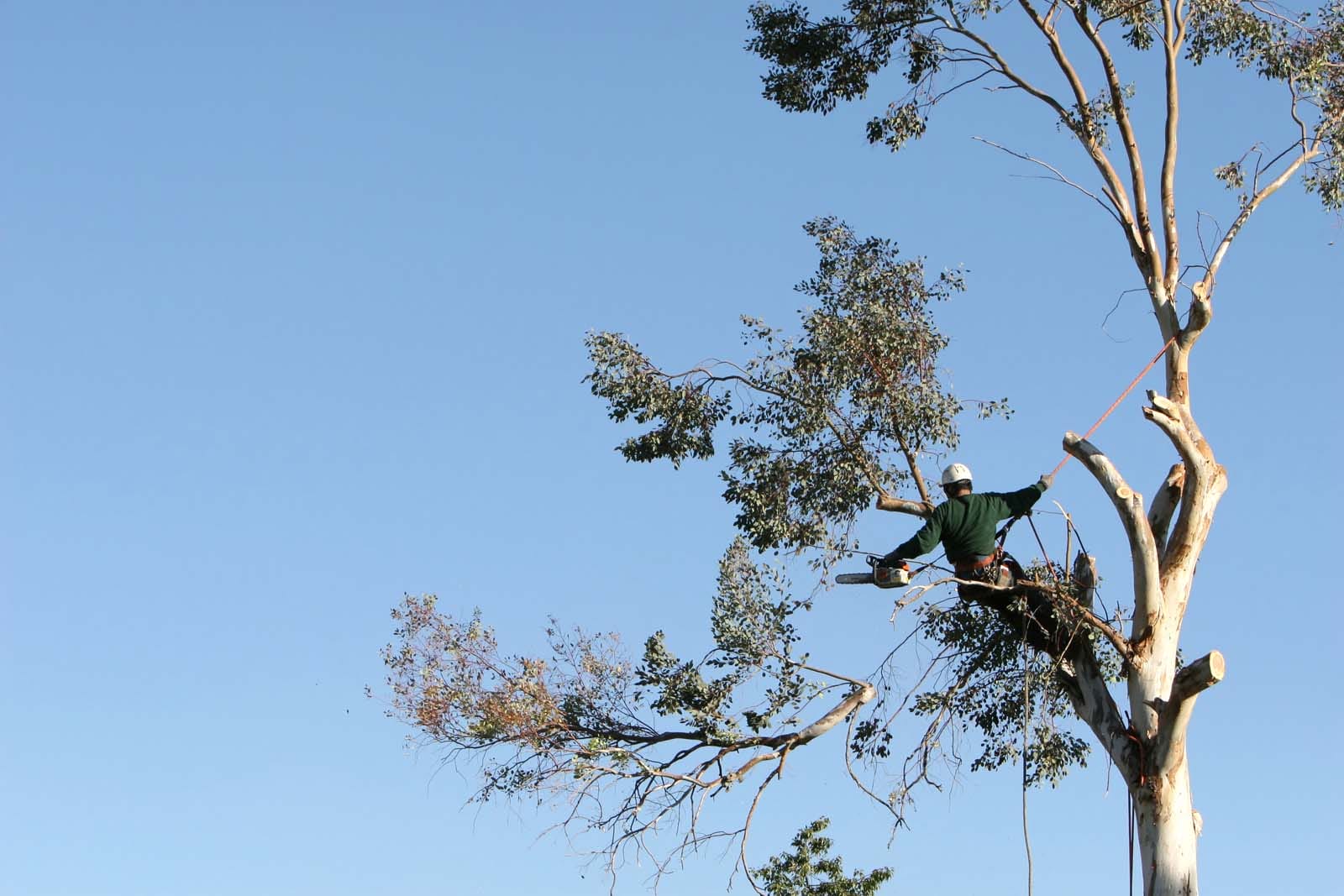 A large tree is being cut down by a man suspended ropes.